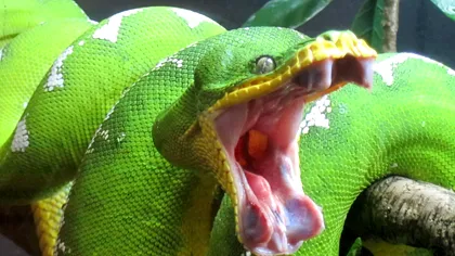 Oamenii viitorului pot deveni veninoși. Ce au descoperit cercetătorii după ce au studiat glandele salivare