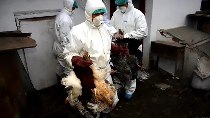 Gripa aviară face ravagii în România: județele în care au fost descoperite cinci noi focare