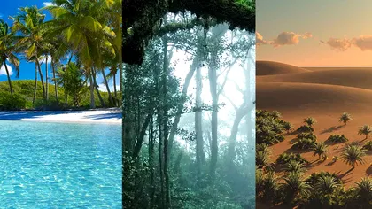 Ce s-ar întâmpla cu clima dacă am împăduri întreaga zonă tropicală? Cum putem echilibra emisiile de carbon