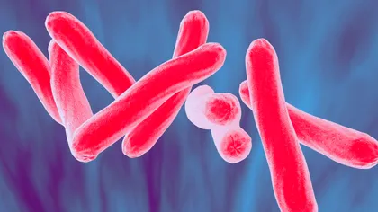 Bacteriile, mai deștepte decât ai crede: ce au arătat ultimele teste din laborator