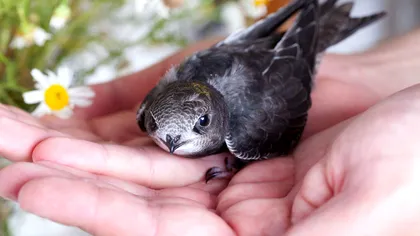 Cele mai rapide păsări călătoare: distanța parcursă în doar 9 zile