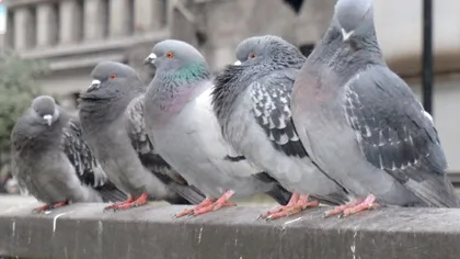 Cea mai ciudată amendă din România, votată: cât plătești dacă dai de mâncare la porumbei