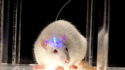 Un implant cerebral la șoareci i-a făcut să devină prieteni între ei. Ce înseamnă această descoperire și cum a decurs experimentul