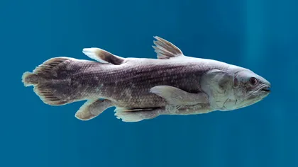 Cel mai bătrân pește trăiește până la un secol: unde îl găsești și cum se înmulțește