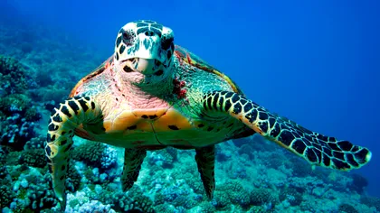 Modalitatea inedită a acestei țări pentru a salva viața marină