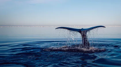 Ecosistemele oceanelor vor devasta omenirea în 25 de ani: ce dovezi îngrijorătoare s-au descoperit
