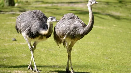 Dacă mergi în vacanță în această țară, trebuie să fii atent la aceste păsări: de ce reprezintă un pericol