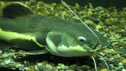 Această specie de pește a apărut în România: ce efecte dăunătoare ar putea avea