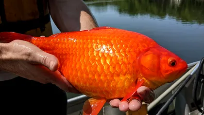 Peștii aurii gigantici, o problemă gravă: gestul inconștient al oamenilor care a dus la dezastru