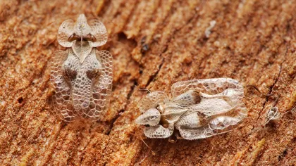 Aceste insecte au ajuns în România și trebuie să te ferești de ele: cât de periculoși sunt 