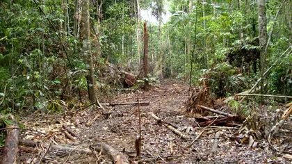 Pădurea tropicală dispare. De ce se întâmplă asta și cum ne afectează pe toți