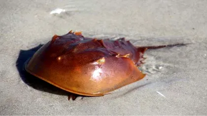 S-a găsit o fosilă intactă de acum 310 milioane de ani. Ce însemnă asta?