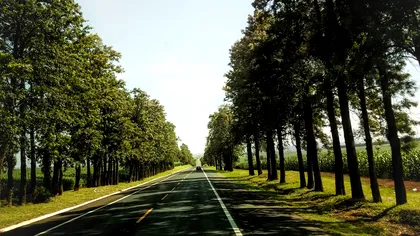 Pădurile, mai importante decât crezi pentru autostrăzile din România: proiectul ambițios al autorităților