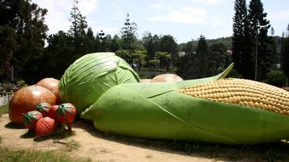 Soluția revoluționară pentru foametea globală: experimentul ciudat al cercetătorilor