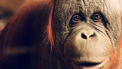 Descoperirea uimitoare despre urangutani: fac acest lucru exact ca oamenii