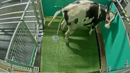 Vacile au fost dresate să urineze la toaletă: cum ajută mediul înconjurător