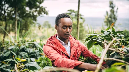 Soluția care ajută în criza schimbărilor climatice: ce plantează fermierii