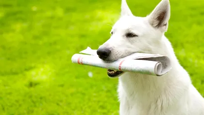 Ne antrenăm câinii să asculte comenzile noastre. Ai fi surprins să știi ce-i sensibilizează din vocea noastră, de fapt