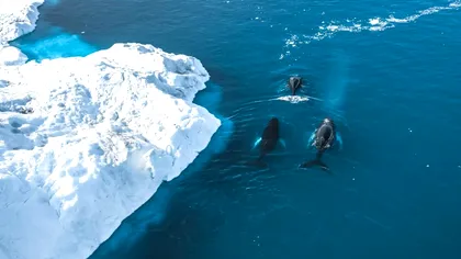 Ce mistere se ascund sub gheata din Groenlanda