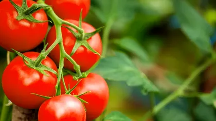 Fermierii români produc roșii ieftine, dar noi le cumpărăm foarte scumpe. De ce se întâmplă asta