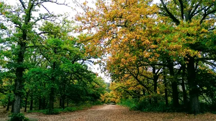 O pădure de stejari, transformată în laborator de cercetare: concluzia fascinantă a oamenilor de știință