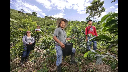 Julius Meinl sprijină plantațiile de cafea. Ce a făcut compania austriacă în Columbia