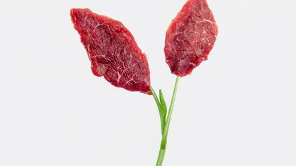 Oamenii de știință modifică genetic plante pentru a crește proteine din carne