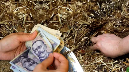 Afacerea cu care românii pot da lovitura: ce au adunat de pe câmp și le-a adus bani grei