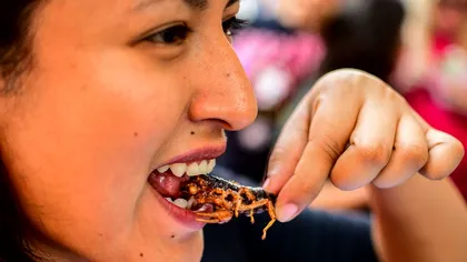 UE aprobă consumul unei insecte: cât de hrănitoare este, după viermele galben uscat