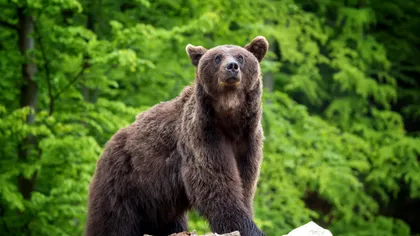 Creatorul Flavors of Romania de pe Netflix vrea să salveze urșii: soluția originală a lui Charlie Ottley