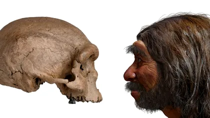 Ce ne deosebește de animale: partea din corpul nostru care e unică în regnul animal