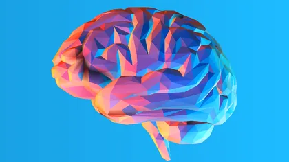 Explicația cercetătorilor privind creierul uman: de ce este cel mai eficient