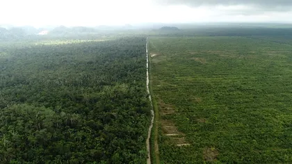 Promisiuni mari pentru salvarea planetei: peste 100 de țări promit să oprească defrișarea