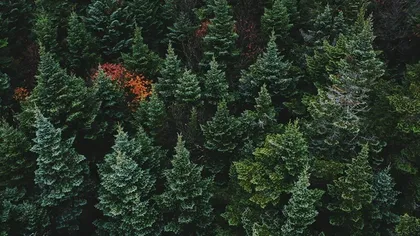 Pădurile României dispar văzând cu ochii: în 2020 au fost distruse peste 4.700 de hectare