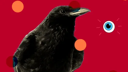 Ciorile au conștiință și sunt capabile de gândire analitică: ce arată noile studii