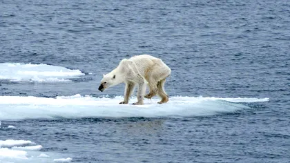Oceanul Arctic a început să se încălzească cu decenii mai devreme decât anticipau oamenii de știință. Ce înseamnă asta pentru planetă