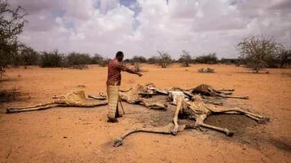 Imagini cumplite în Kenya: motivul pentru care girafele mor pe capete