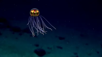 Oceanul este ultima frontieră a omenirii: ce descoperire au făcut cercetătorii