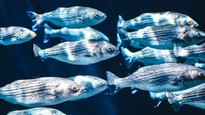 Cercetătorii chinezi se joacă cu natura și „reinventează” peștii: modificarea genetică care ar putea schimba industria piscicolă