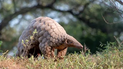 Pangolinul, animalul de la care a pornit pandemia, a fost găsit în România