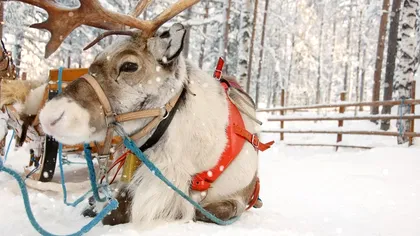 Cum economisești bani, când prețul la pompă crește: mergi cu renul