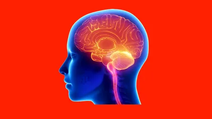 10 curiozități despre creierul uman