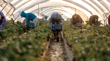 S-a terminat cu căpșunarii noștri în Spania: unde s-au dus peste 300.000 de români să muncească