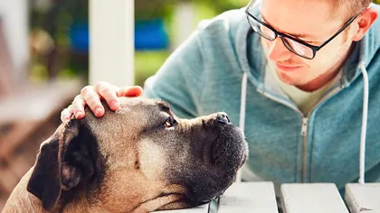 Noi studii confirmă ceea ce bănuiam despre câini: ce trăsătură profund umană au aceste animale