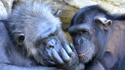 Descoperire istorică: grup de cimpanzei, surprins de cercetători