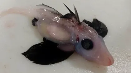 Un pui de rechin fantomă „foarte rar”, găsit de oamenii de știință: de ce este special