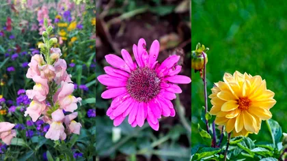 Încălzirea globală modifică natura: ce se întâmplă cu plantele, în această perioadă