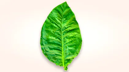 Nicotina: „mituri” și realitate în legătură cu fumatul