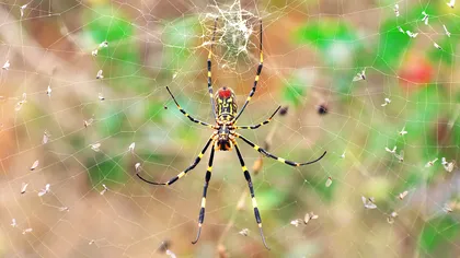 Legătura dintre păianjeni și câmpurile electrice: ce spun cercetătorii