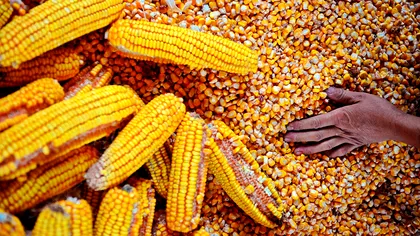 Criza alimentară la scară globală, o posibilitate reală: avertismentele vin de la Bruxelles